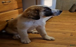 Saint Bernard dogs for sale: Max - Image 1