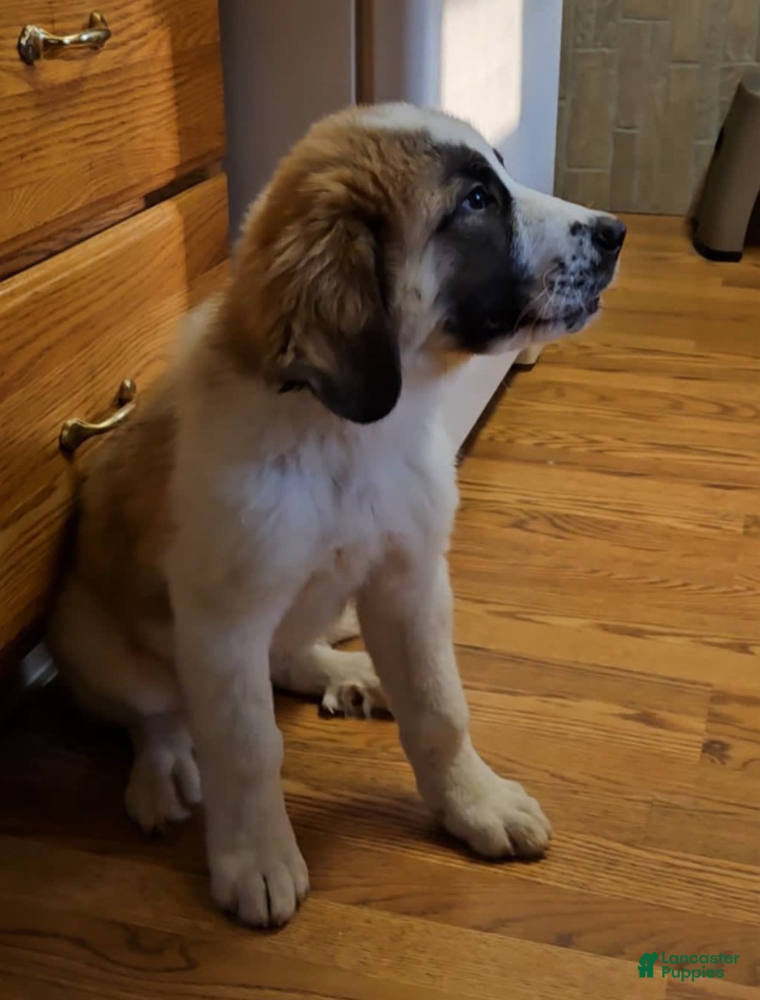 Saint Bernard dogs for sale: Max - Image 1