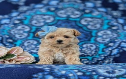 Maltipoo dogs for sale: Jocelyn 5 Lbs Full Grown - Image 5