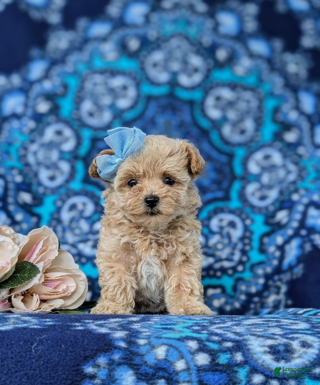 Maltipoo dogs for sale: Jocelyn 5 Lbs Full Grown - Image 5