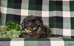 Miniature Poodle dogs for sale: Emerson - Image 4