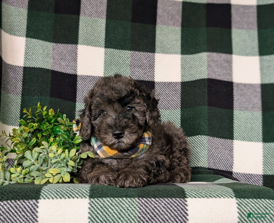 Miniature Poodle dogs for sale: Emerson - Image 4