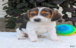 Beagle dogs for sale: Max - Image 16