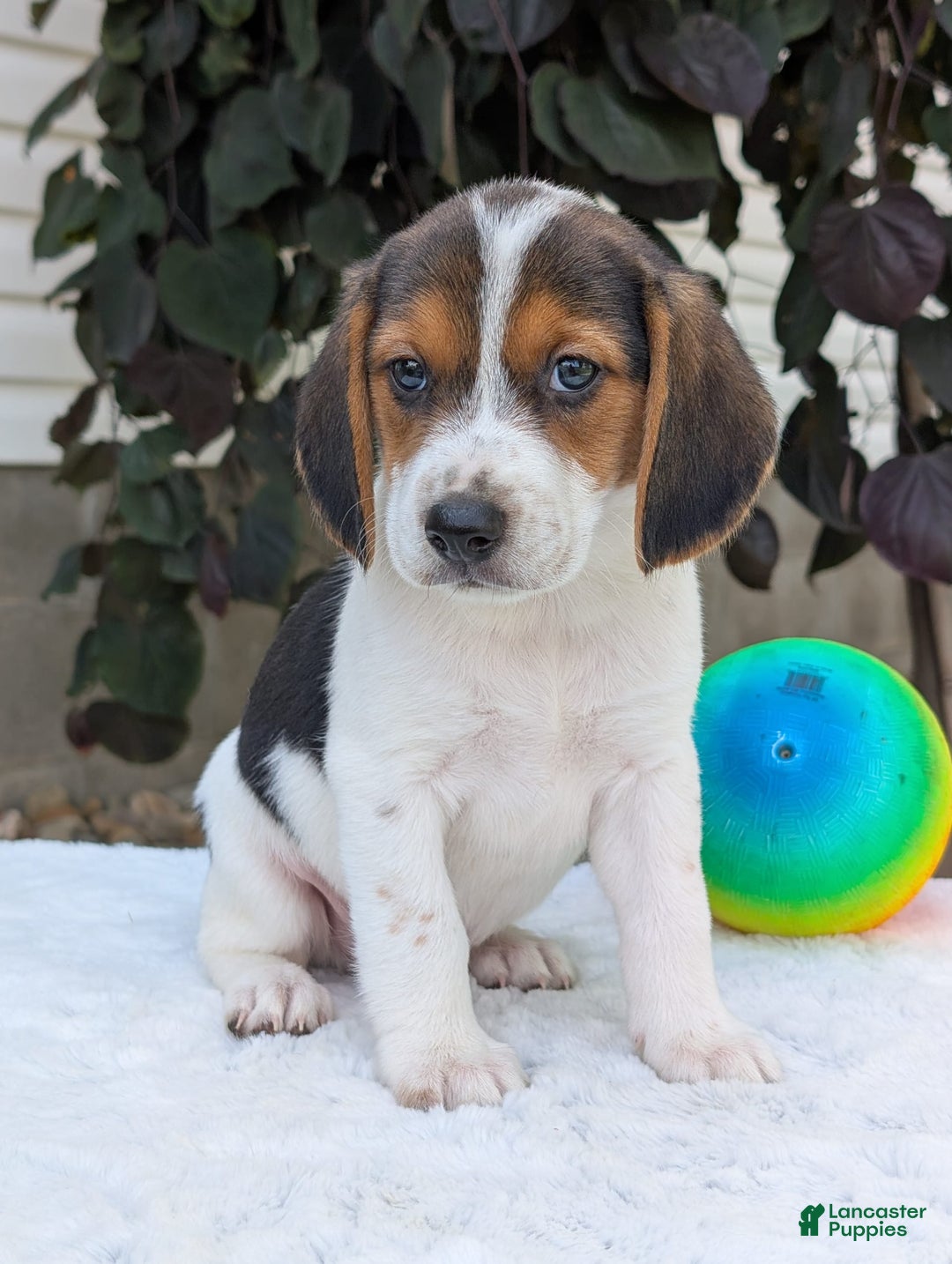 Beagle dogs for sale: Max - Image 16