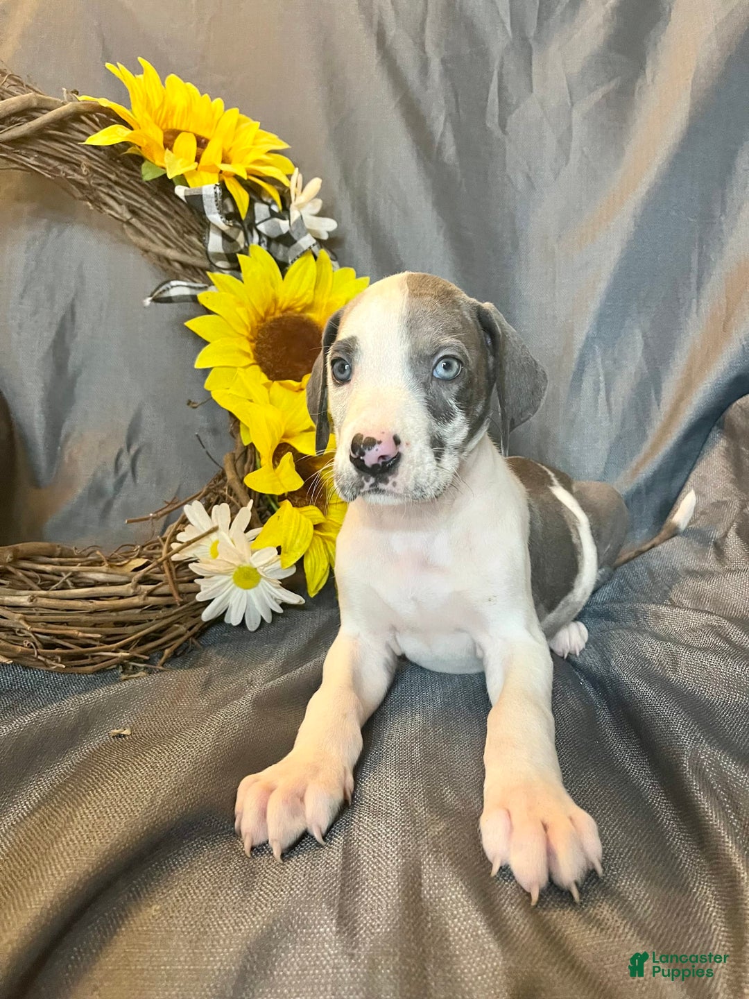 Great Dane dogs for sale: Sally Akc Harlequin - Image 1