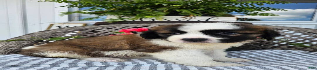Banjo