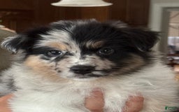 Australian Shepherd dogs for sale: Pineapple - Image 2