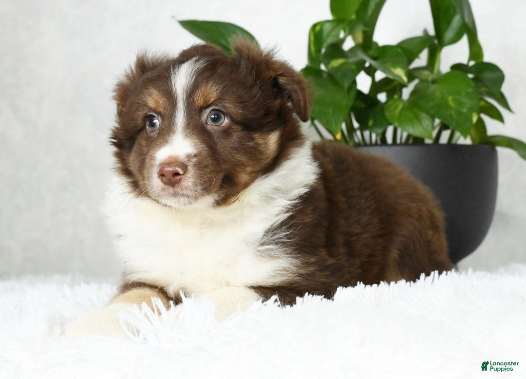 Australian Shepherd dogs for sale: Buster - Image 9