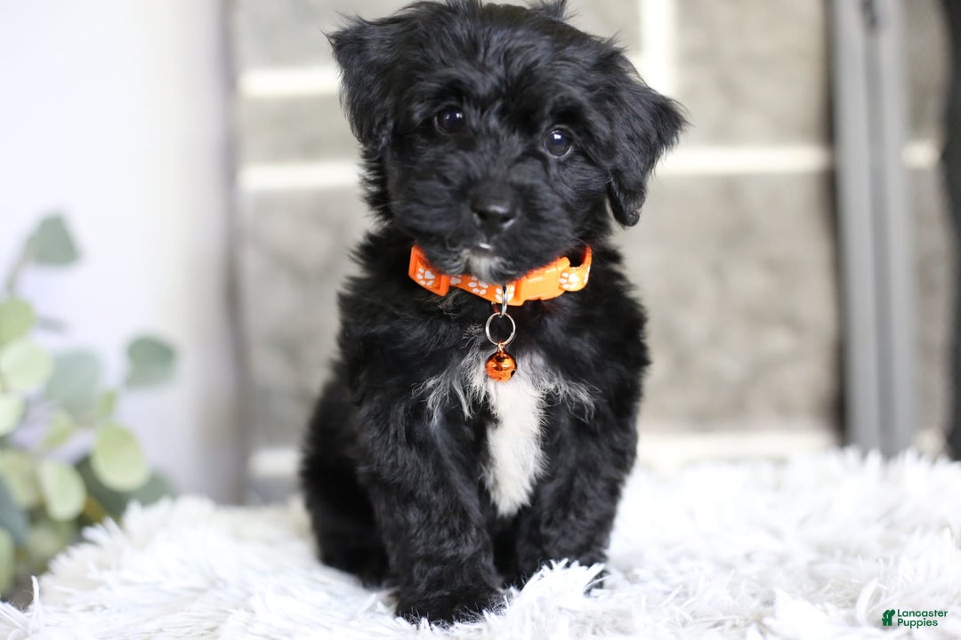Yorkiepoo dogs for sale: Roo - Image 1