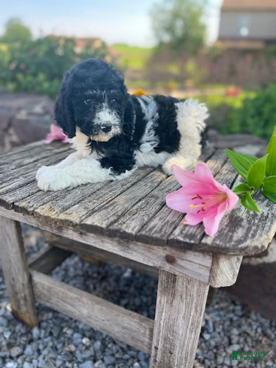 Bernedoodle dogs for sale: Priscilla - Image 5