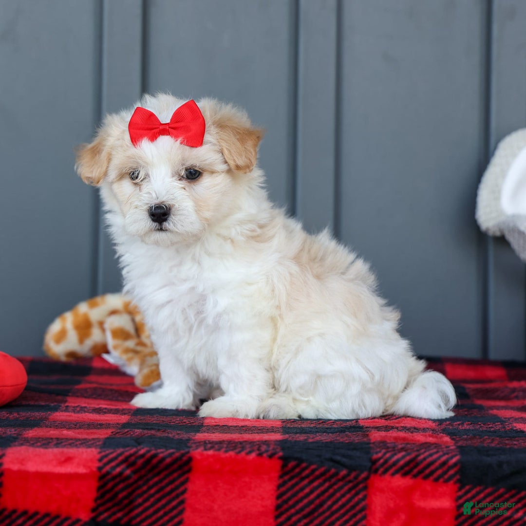 Maltipoo dogs for sale: Rubble - Image 10
