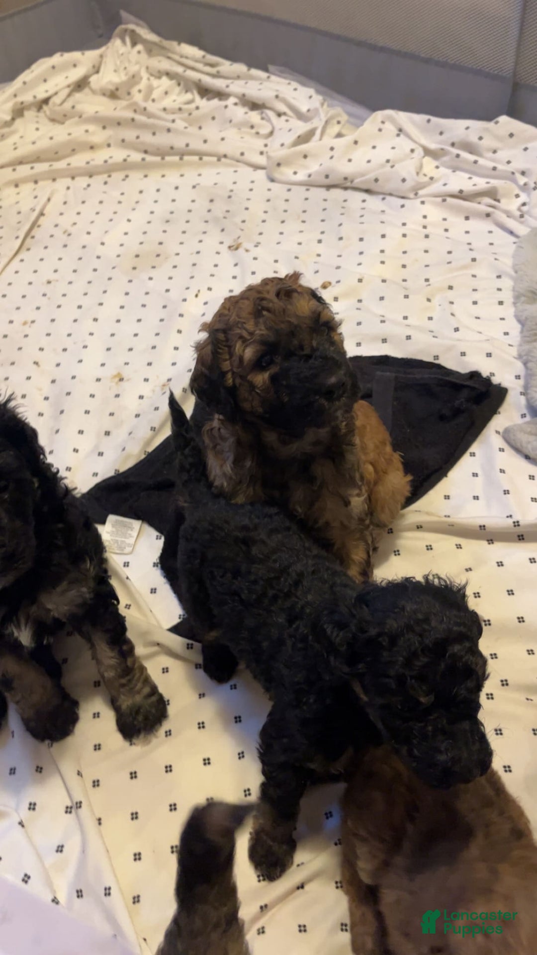 Standard Poodle dogs for sale: Mia - Image 3