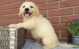 Golden Retriever dogs for sale: Golden Retriever 5 puppies - Image 2