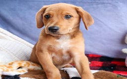 Beagle dogs for sale: Charlie - Image 9