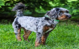 Cavapoo dogs for sale: Pumba - Image 15