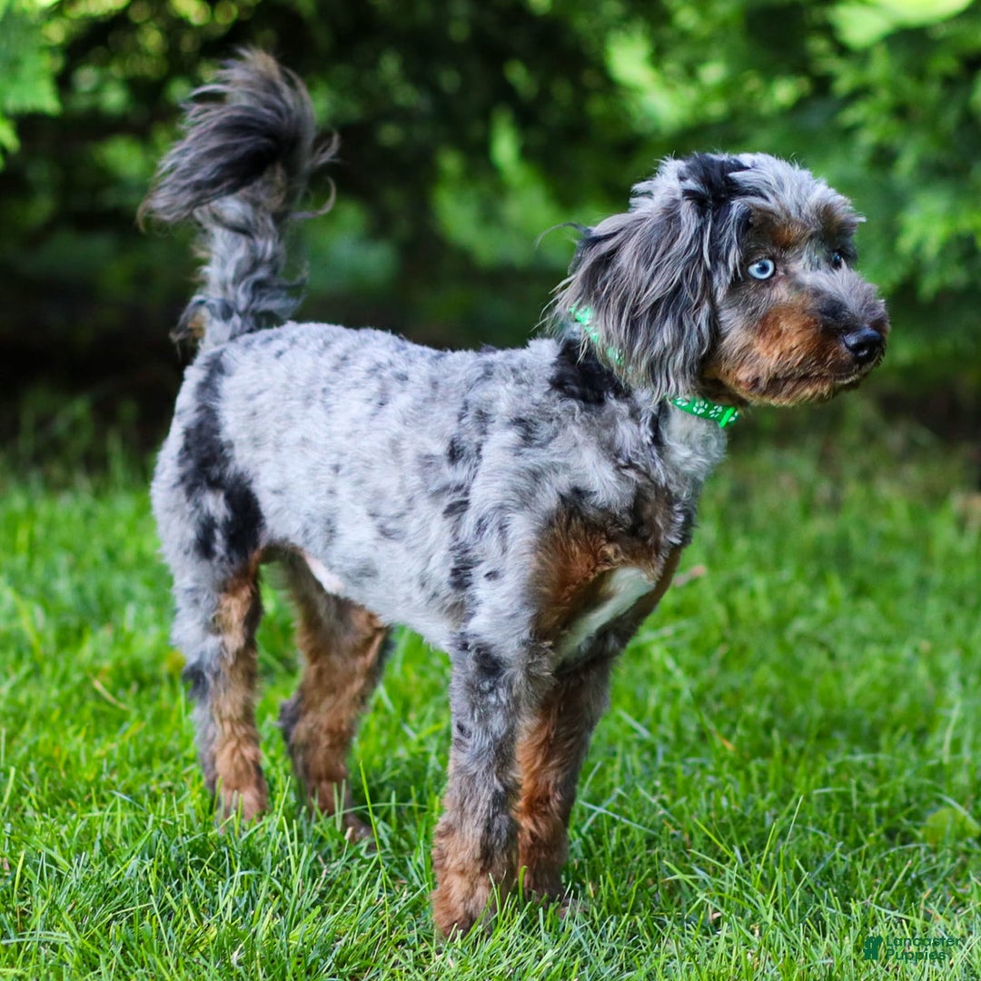 Cavapoo dogs for sale: Pumba - Image 15