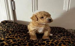 Maltipoo dogs for sale: Harley - Image 2
