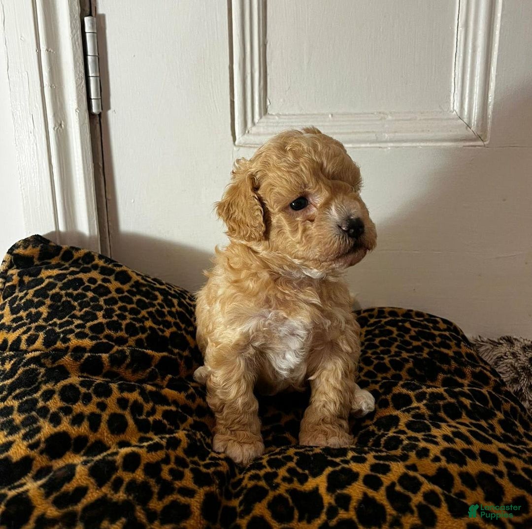 Maltipoo dogs for sale: Harley - Image 2