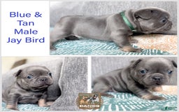 French Bulldog dogs for sale: Jaybird blue and tan male - Image 1