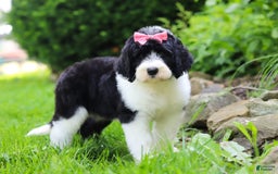 Sheepadoodle dogs for sale: Cora - Image 2
