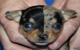 Chihuahua dogs for sale: Phoebe - Image 1