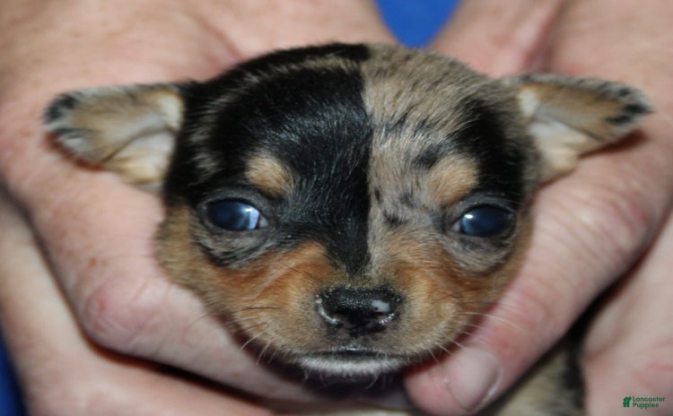 Chihuahua dogs for sale - Ad 1