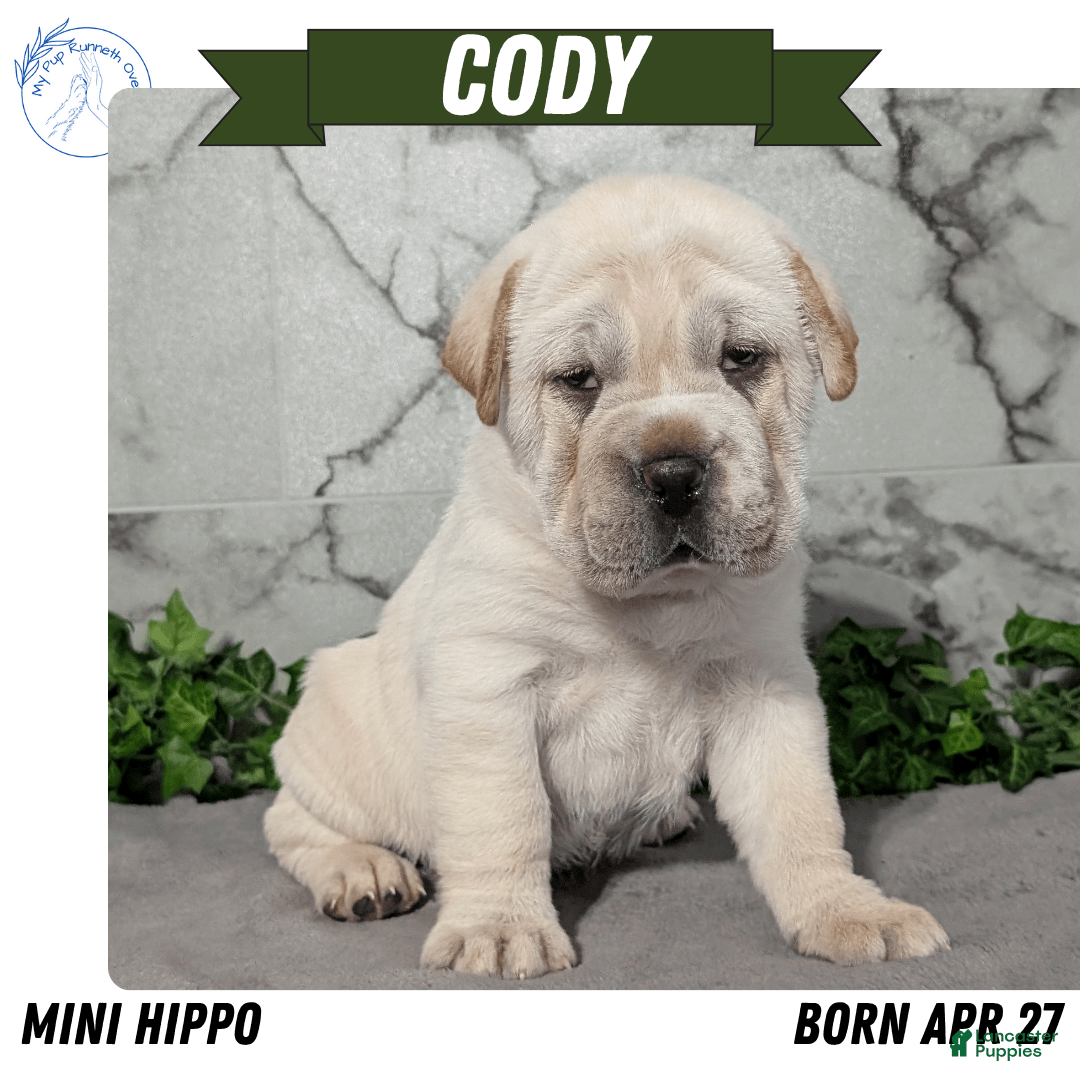 Mini Hippo dogs for sale: Cody - Image 21