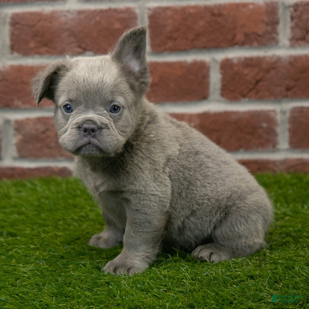 French Bulldog dogs for sale: Rusty - Image 17