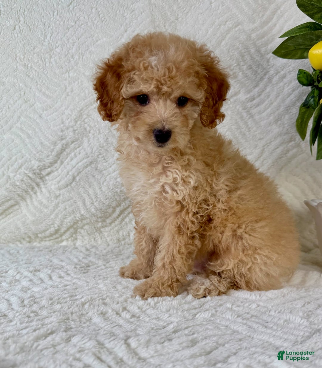 Cockapoo dogs for sale: Butters - Image 5