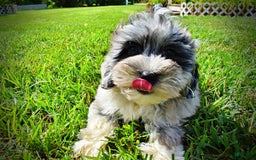 Havapoo dogs for sale: Elvis - Image 14