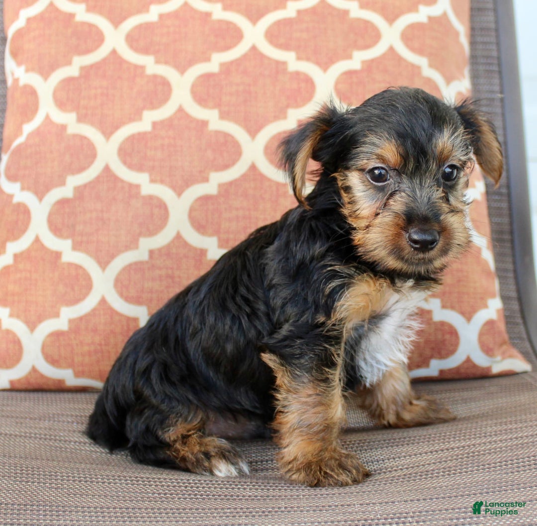 Yorkshire Terrier dogs for sale: Grayson - Image 6