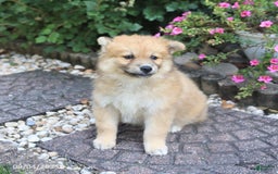 Pomsky dogs for sale: Archie - Image 3