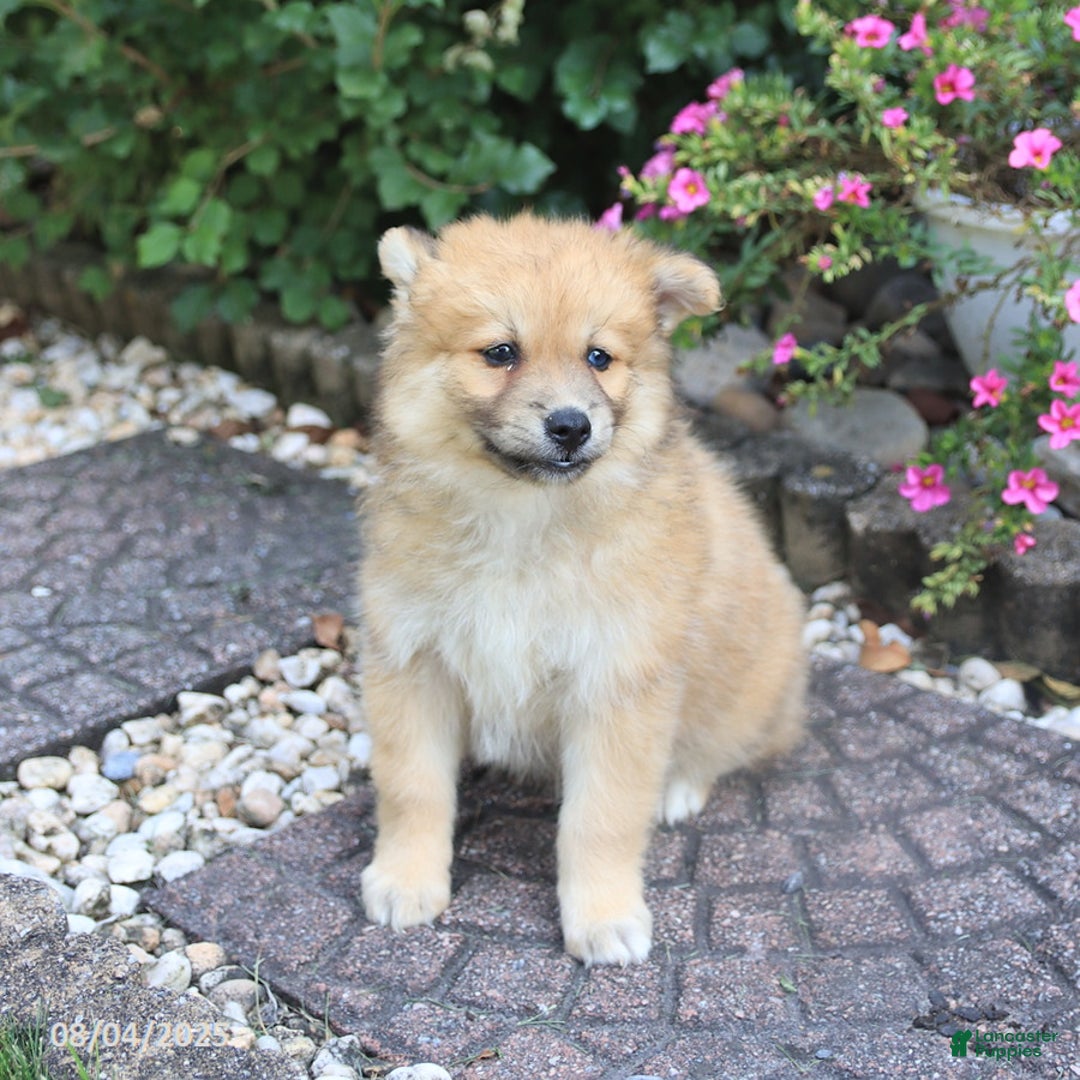 Pomsky dogs for sale: Archie - Image 3