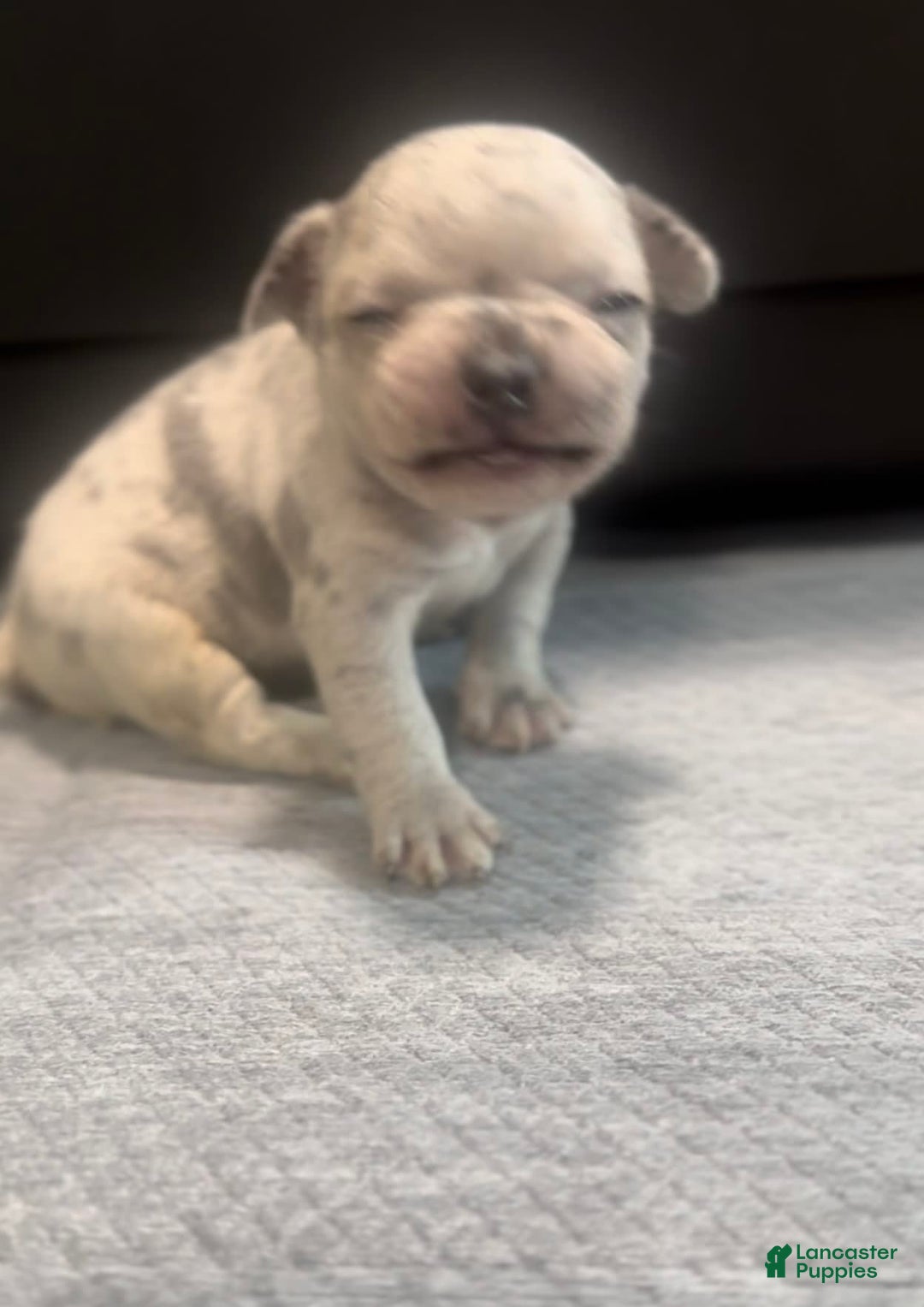 French Bulldog dogs for sale: Cookie - Image 3