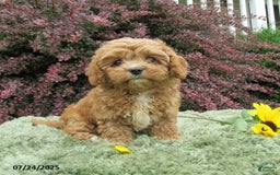 Cavapoo dogs for sale: Princess - Image 8