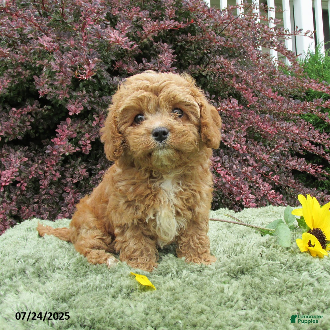Cavapoo dogs for sale: Princess - Image 8