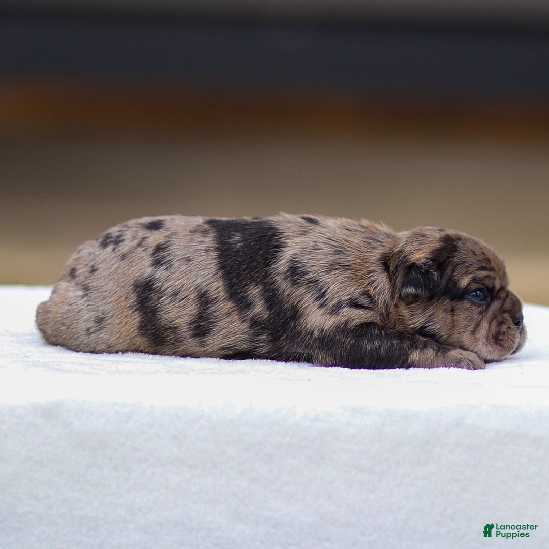 Frenchton dogs for sale: Bandit - Image 2