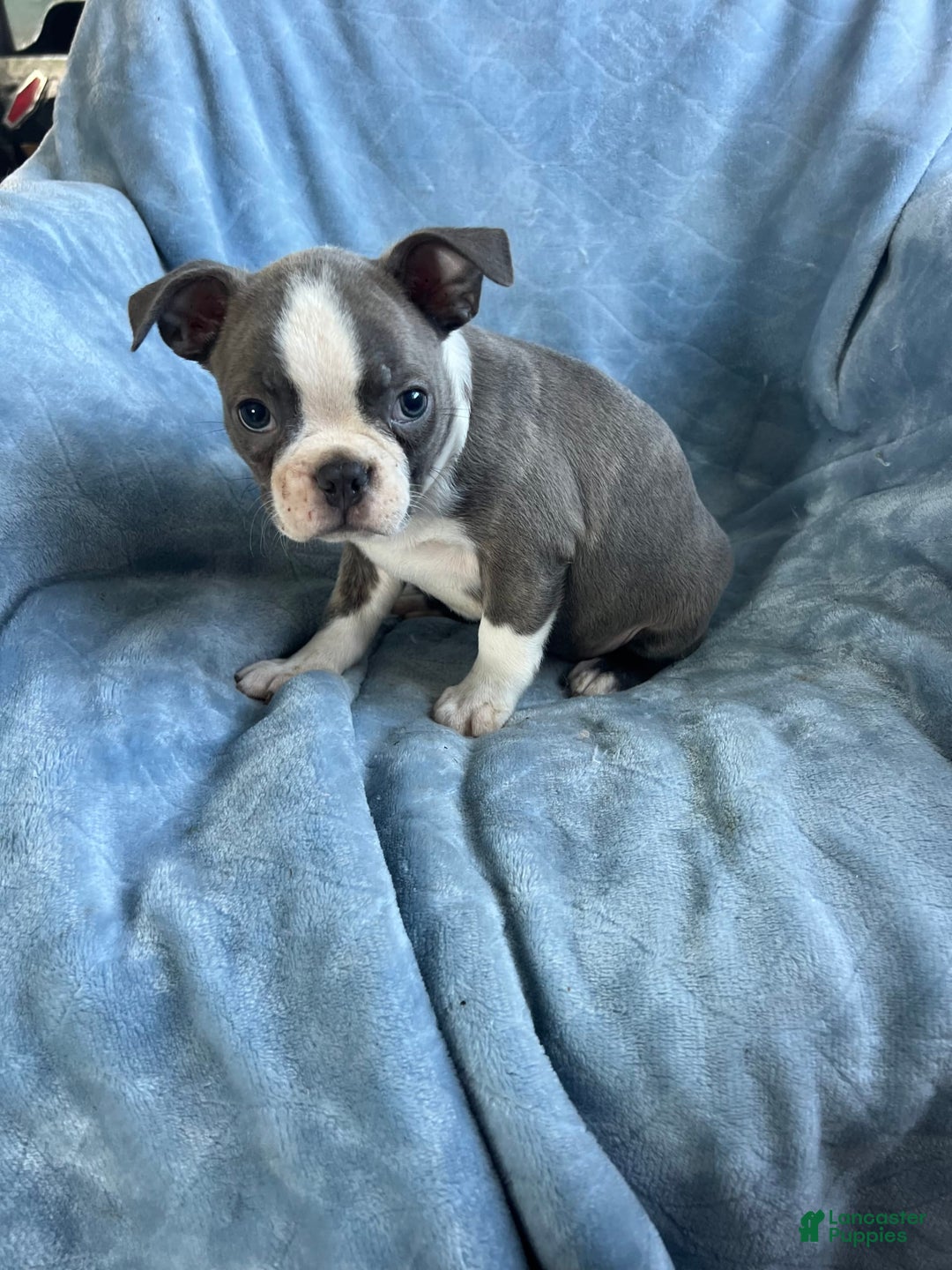 Boston Terrier dogs for sale: Theo - Image 4