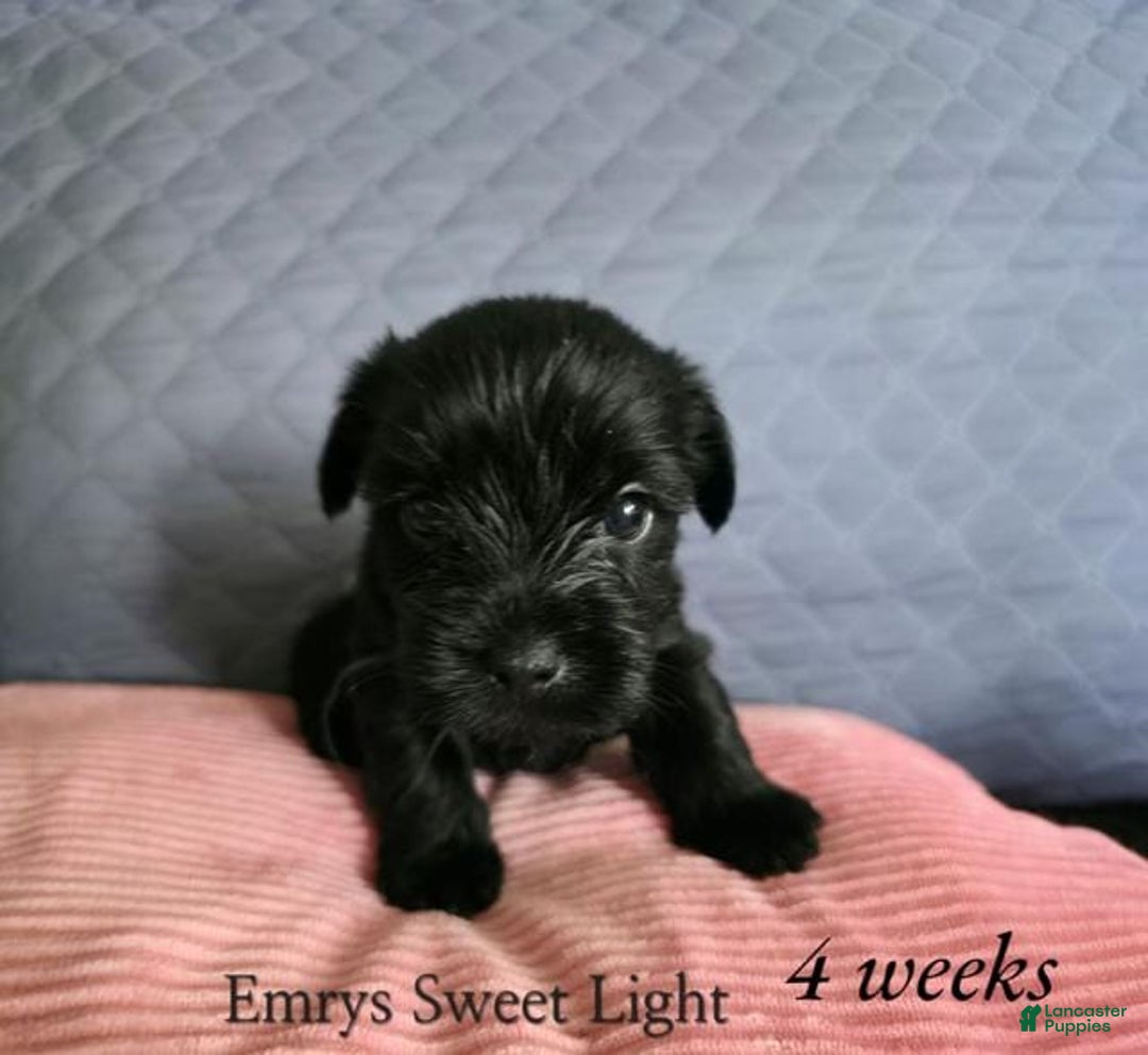 Yorkshire Terrier dogs for sale: Emrys - Image 3