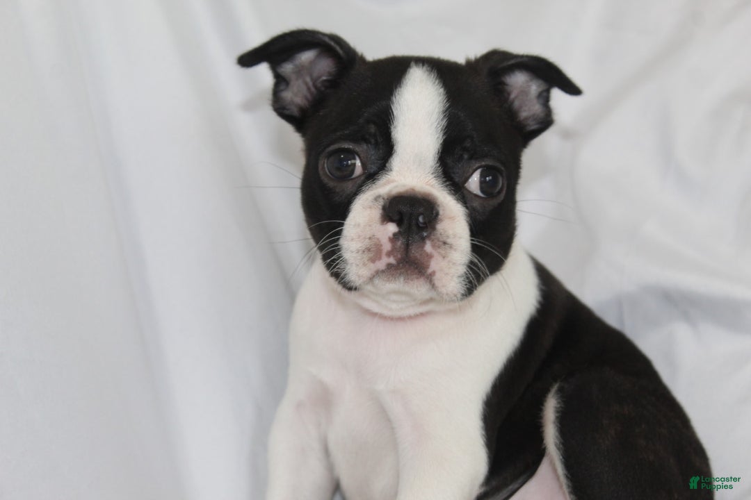 Boston Terrier dogs for sale: Luca - Image 3