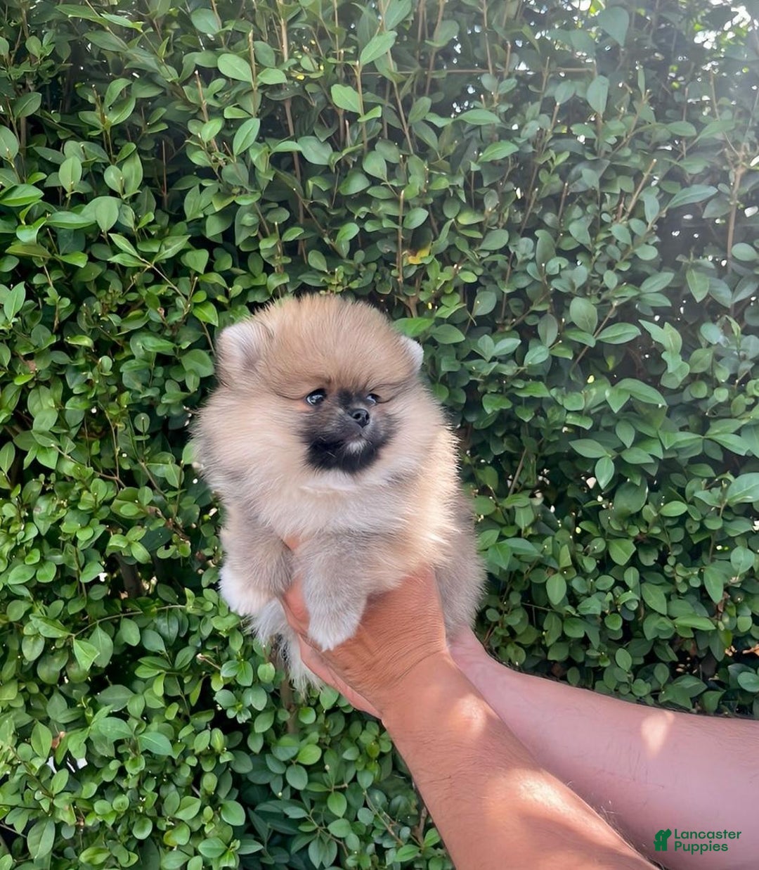 Maltipoo dogs for sale: Dora - Image 1