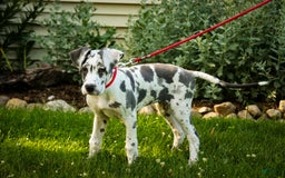 Great Dane dogs for sale: Electra - Image 15