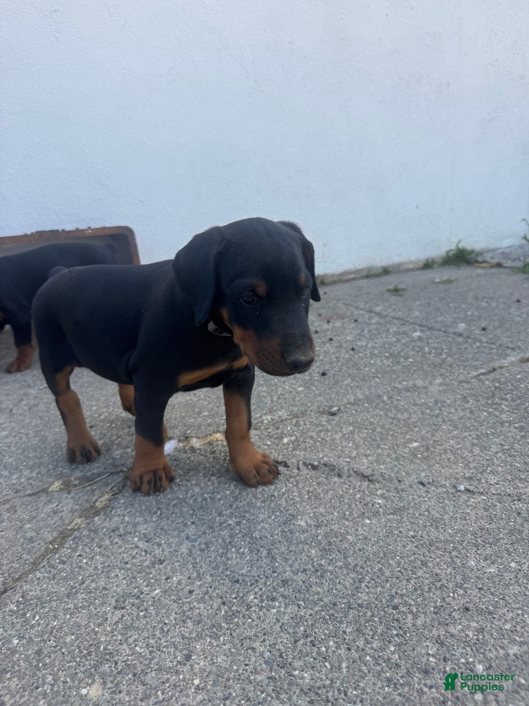 Doberman Pinscher dogs for sale: Lulu - Image 2