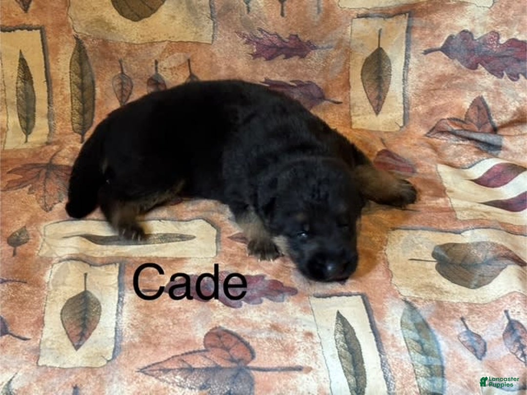 German Shepherd dogs for sale: Cade - Image 2