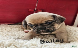 Puggle dogs for sale: Bailey - Image 3