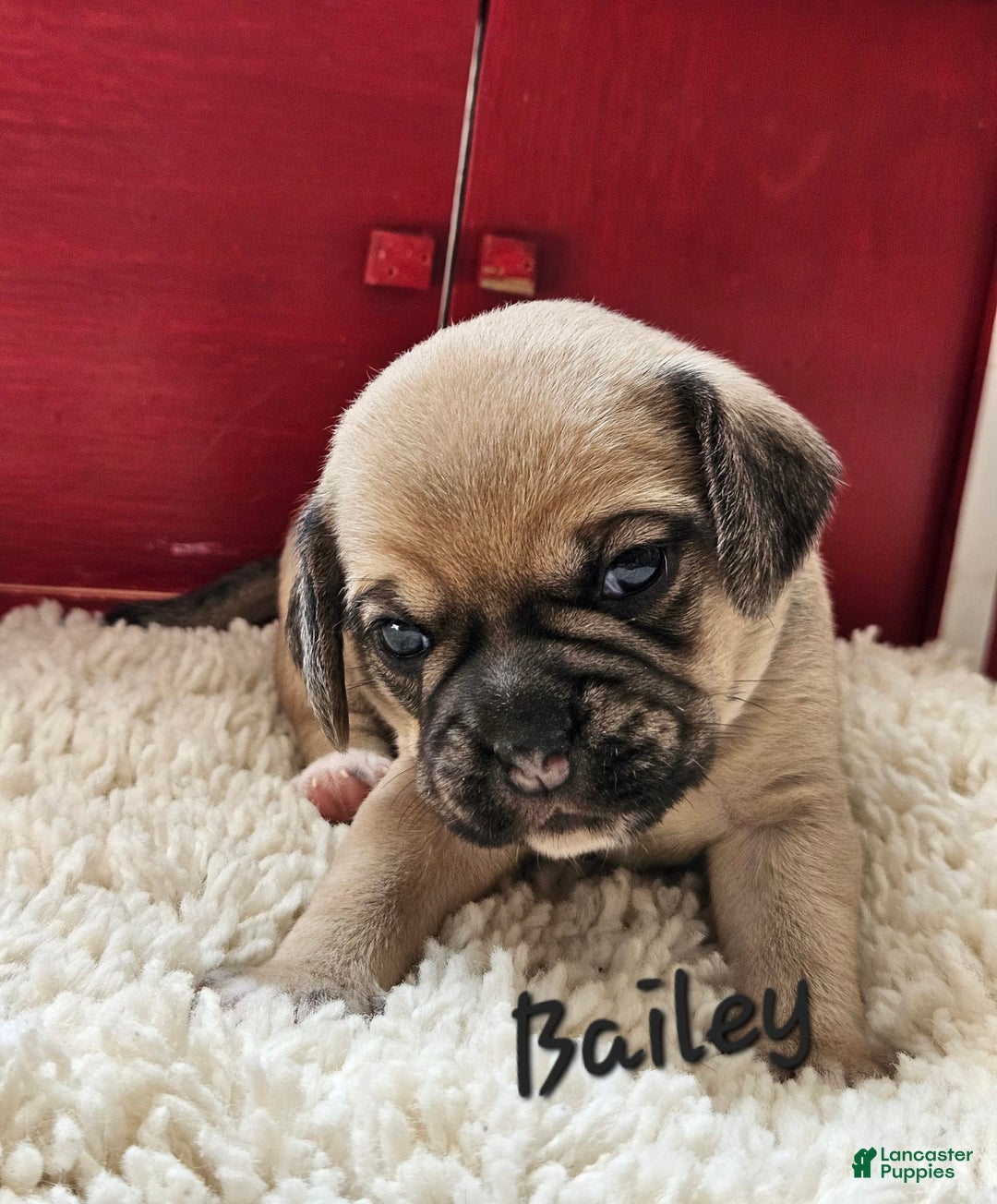 Puggle dogs for sale: Bailey - Image 3