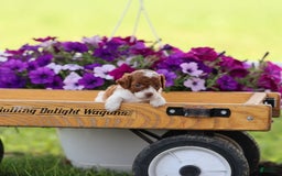 Toy Poodle dogs for sale: Cupcake - Image 6