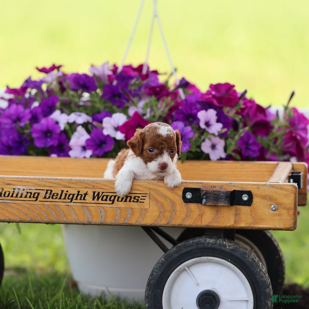Toy Poodle dogs for sale: Cupcake - Image 6