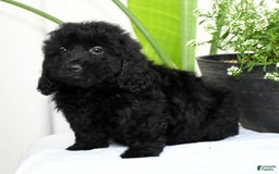 Mini Goldendoodle dogs for sale: Hailey - Image 5