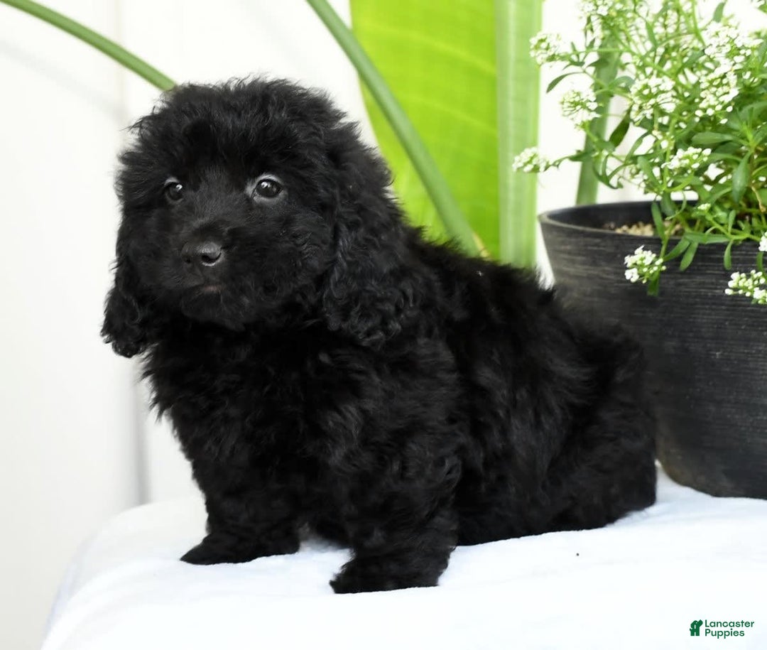 Mini Goldendoodle dogs for sale: Hailey - Image 5